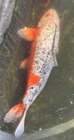 Japanse koi, 52 cm, Tuin en Terras, Ophalen