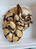 1.0 enchi spotnose OD red stripe het clown nk24, Serpent, 0 à 2 ans