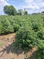 Kerstbomen en groenblijvende hagen, Ophalen, In pot, Overige soorten, 100 tot 250 cm