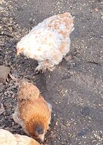 Krielcochin 4(+1), Dieren en Toebehoren, Pluimvee, Meerdere dieren, Kip