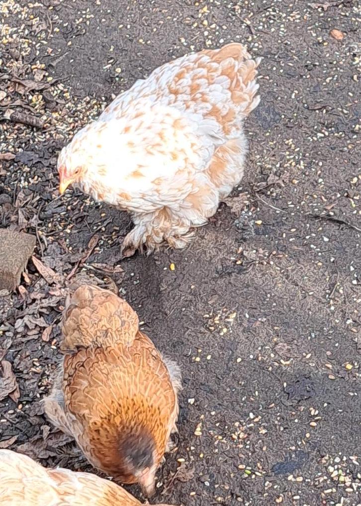 Krielcochin 4(+1), Dieren en Toebehoren, Pluimvee, Kip, Meerdere dieren