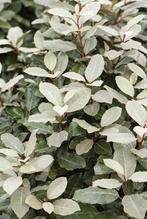 Olijfwilg - Eleagnus 'ebbingei ', Ophalen, Haag