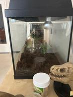 Terrarium, Ophalen, Zo goed als nieuw, Terrarium of Paludarium