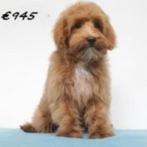 Maltipoo (Prachtige kleuren) pups te koop, Dieren en Toebehoren, Honden | Chihuahua's en Gezelschapshonden, 15 weken tot 1 jaar