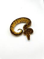 2.0 enchi asphalt clown - koningspython