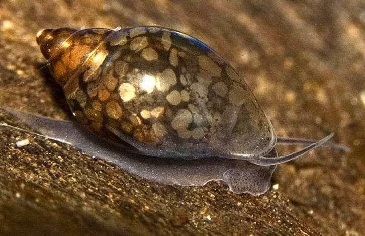 Bladder Snails – Aquariumslakken, Dieren en Toebehoren, Vissen | Aquariumvissen, Slak of Weekdier