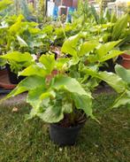 Pinellia tripartita. – groene draak, Volledige schaduw, Vaste plant, Lente, Ophalen