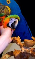 Catalina ara man 2025 handtam, Animaux & Accessoires, Oiseaux | Perruches & Perroquets, Mâle, Perroquet, Domestique