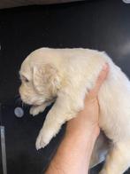 Mooie Golden Retriever-pups zijn op oek naar een gouden mand, Dieren en Toebehoren, Honden | Retrievers, Spaniëls en Waterhonden