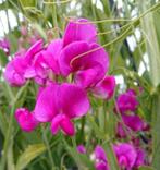 10 zaden roze siererwt, Verzenden, Zaad