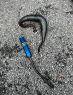 Pot d’échappement hebo 50/70 derbi euro 2 / euro 3 / euro 4, Enlèvement ou Envoi, Comme neuf