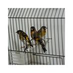 Metis mâle tarin Venezuela x chardonneret, Animaux & Accessoires, Oiseaux | Oiseaux Autre, Plusieurs animaux, Oiseau chanteur sauvage