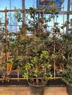 Quercus ilex. Leiscreens met bamboescherm, Ophalen