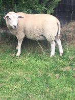 Jonge schapenbok (5 maand ) Franse Texel x swifter, Dieren en Toebehoren, Schapen, Geiten en Varkens