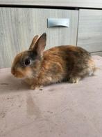 Dwergkonijntje voedster, Femelle, Nain, 0 à 2 ans