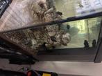 Juwel Primo 110 Aquarium with fish, Vis, Zoetwatervis