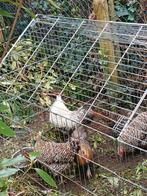Broedeieren aarschotshoen kriel, Dieren en Toebehoren