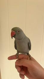 Halsband parkiet dringend, Dieren en Toebehoren, Parkiet, Tam