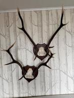 Geweien, Verzamelen, Dierenverzamelingen, Ophalen, Zo goed als nieuw, Hert, Gewei of Kop