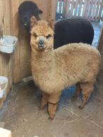 Jonge merrie te koop, Dieren en Toebehoren, Pluimvee