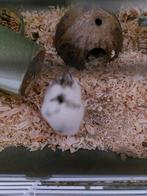 Dwerghamster, Dieren en Toebehoren, Knaagdieren, Hamster, Februari, Mannelijk, Tam