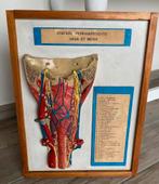 didactisch model "keel", Ophalen of Verzenden