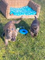 Cairn terrier x, Dieren en Toebehoren, Honden | Jack Russells en Terriërs, Parvo, België, Overige rassen, 8 tot 15 weken