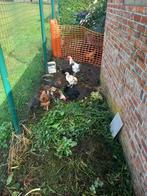 Jonge hanen te koop, Dieren en Toebehoren, Pluimvee, Mannelijk, Overige soorten