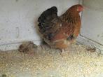 volaille, Dieren en Toebehoren, Dierenvoeding, Ophalen, Pluimvee