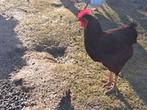 Rhode Island Red, Dieren en Toebehoren, Pluimvee