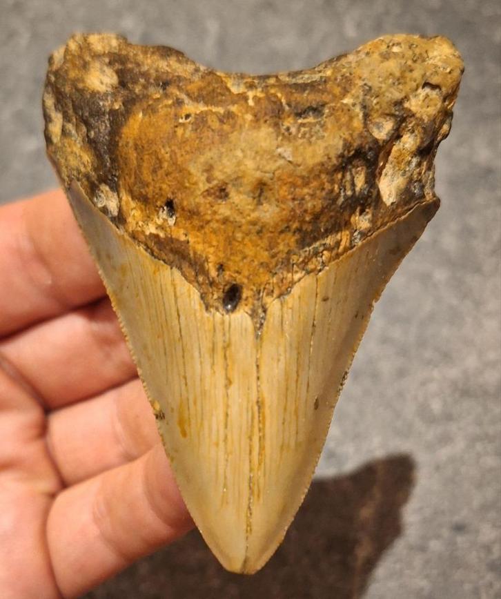 MEGALODON TAND USA	70	gr	8.8x6.2x2.0	cm, Verzamelen, Mineralen en Fossielen, Fossiel, Ophalen of Verzenden