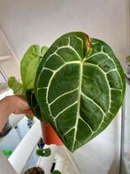 Anthurium crystellinum, Ophalen of Verzenden