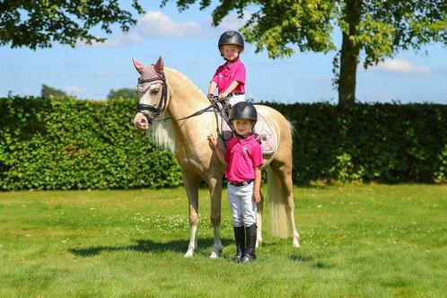 Bloedmooie 6 jarige B pony, Dieren en Toebehoren, Pony's, Ruin, B, B pony (1.17m tot 1.27m), Springpony, 3 tot 6 jaar, Met stamboom