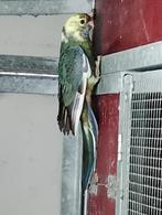 pennant rosella, Dieren en Toebehoren, Vogels | Parkieten en Papegaaien, Vrouwelijk, Parkiet, Geringd