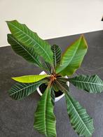 Madagascar jewel / Euphorbia Leuconeura, Huis en Inrichting, Ophalen