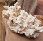 Corail de mer véritable, blanc naturel., Ophalen