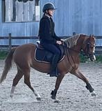 Sport grote B pony Welsh enorm getalenteerd, Dieren en Toebehoren, Merrie, Gechipt, 3 tot 6 jaar, L