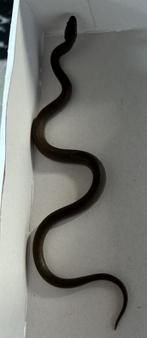 1.0 Boaedon capensis / afrikaanse huisslang, Dieren en Toebehoren, Reptielen en Amfibieën, Slang, Tam, 0 tot 2 jaar