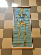 oude schoolplaat, Antiek en Kunst, Antiek | Schoolplaten, Ophalen, Natuur en Biologie