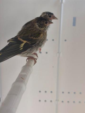 Sijs man 2025, Mâle, Oiseau chanteur sauvage, Bagué