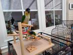Zwartkop Caique's, Dieren en Toebehoren, Vogels | Parkieten en Papegaaien, Meerdere dieren, Dwergpapegaai of Agapornis, Geringd