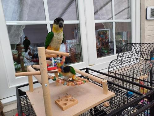 Zwartkop Caique's, Dieren en Toebehoren, Vogels | Parkieten en Papegaaien, Dwergpapegaai of Agapornis, Meerdere dieren, Tam, Geringd