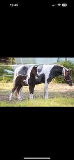 Merrie,STER,Kampioen,NMPRS,minipaard,pony,miniatuurpaard, Dieren en Toebehoren, Merrie, Gechipt, Niet van toepassing, A pony (tot 1.17m)