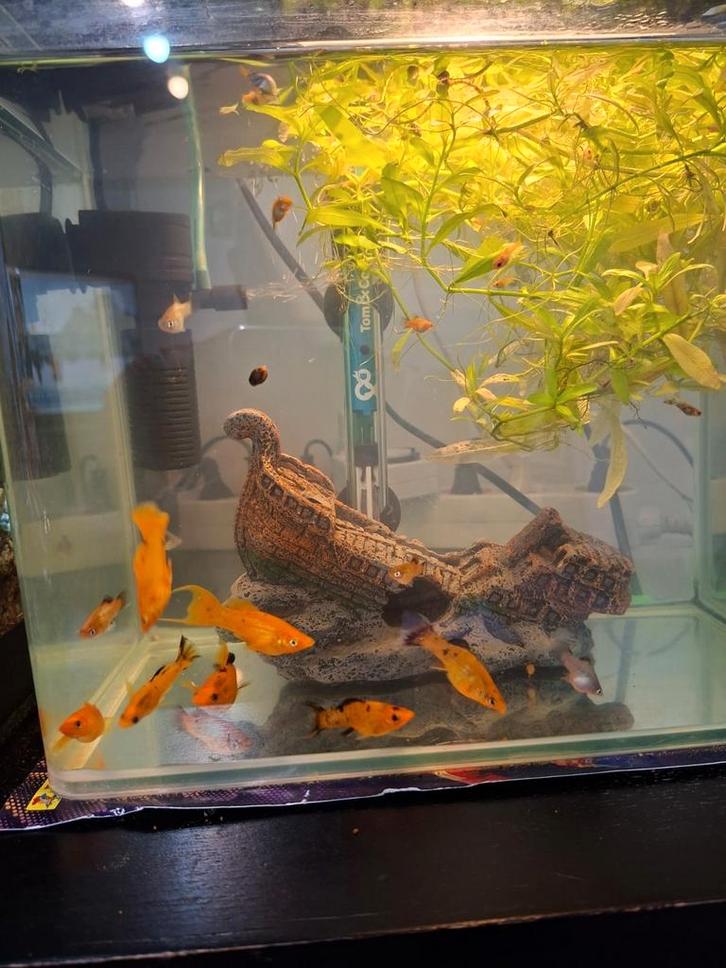 Mix van Platy's en Zwaarddragers (zonder aquarium) GRATIS, Dieren en Toebehoren, Vissen | Aquariumvissen