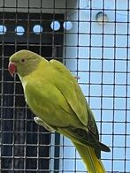 0-1 opaline  split blauw witkopwitstaart 2024