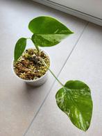 Monstera variegata #1, Maison & Meubles, Plantes d'intérieur, Ombre partielle, Plante verte, Enlèvement ou Envoi, Moins de 100 cm