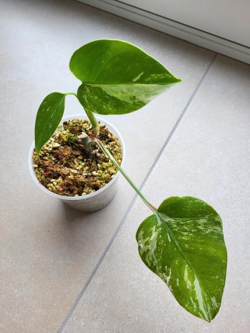 Monstera variegata #1, Maison & Meubles, Plantes d'intérieur, Autres espèces, Moins de 100 cm, Plante verte, Ombre partielle, Enlèvement ou Envoi