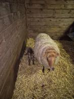OOI MET LAM, Femelle, Mouton, 0 à 2 ans