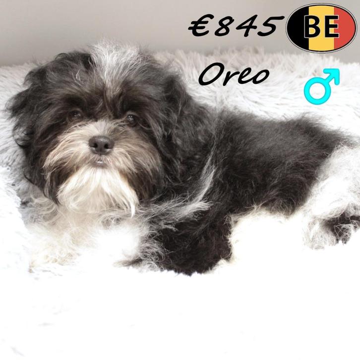 Oreo, Shih Tzu reutje - Belgische pup te koop, Dieren en Toebehoren, Honden | Chihuahua's en Gezelschapshonden, Reu, Overige rassen