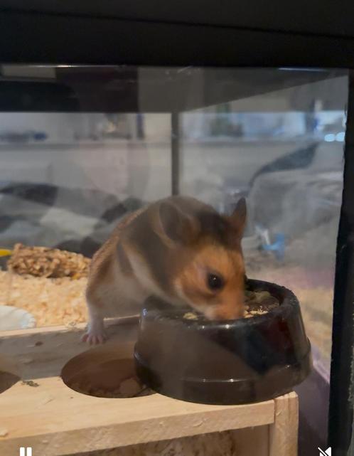 bruine goudhamster + kooi te koop, Dieren en Toebehoren, Knaagdieren en Konijnen | Toebehoren, Zo goed als nieuw, Ophalen